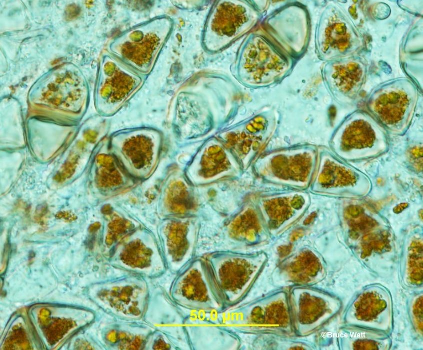 Juniper Gymnosporangium Rust Cooperative Extension Insect Pests