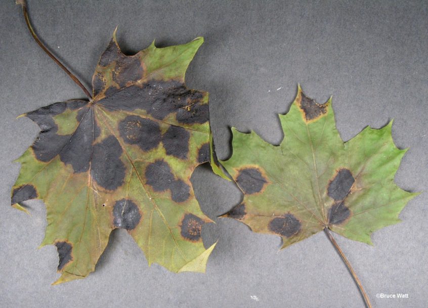 Maple - Tar Spot - Cooperative Extension: Insect Pests, Ticks and Plant ...