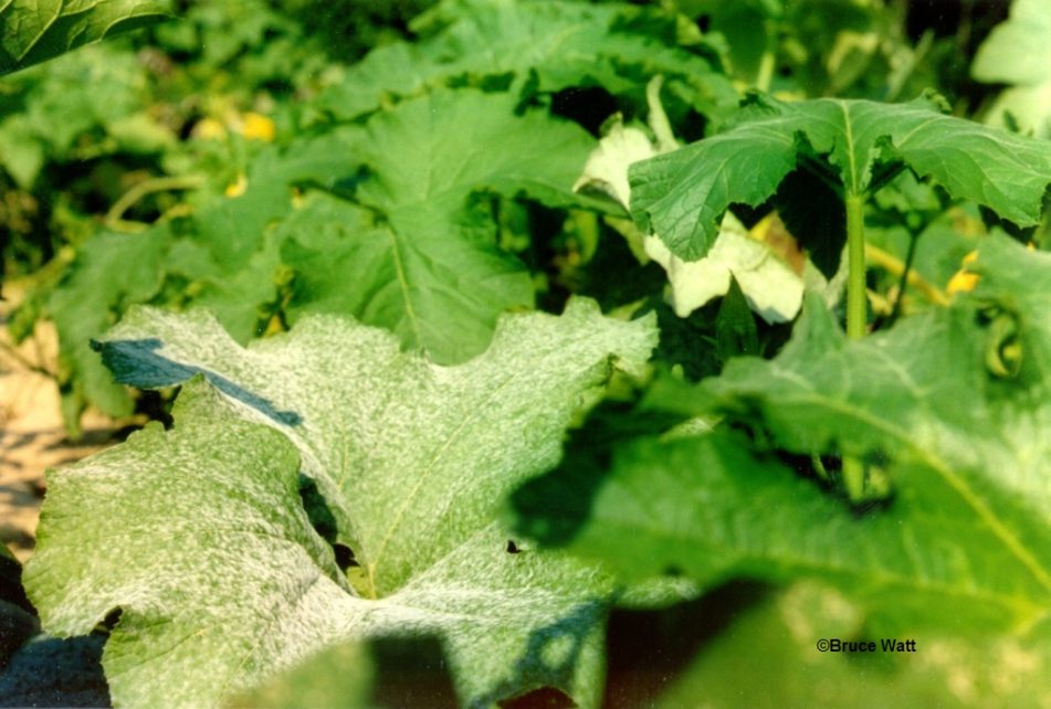 Cucurbit - Powdery Mildew - Cooperative Extension: Insect Pests, Ticks ...