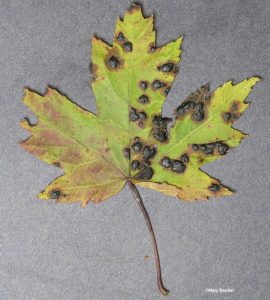 Infected leaf
