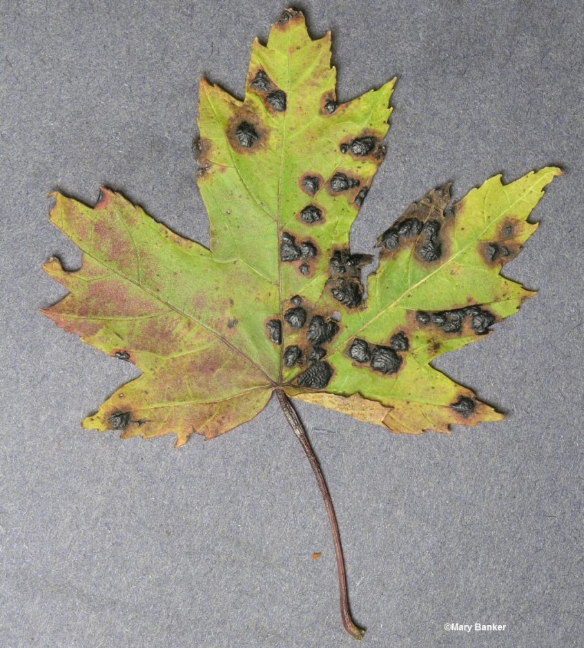 Maple - Tar Spot - Cooperative Extension: Insect Pests, Ticks and Plant ...