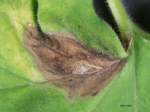 Leaf spot close-up