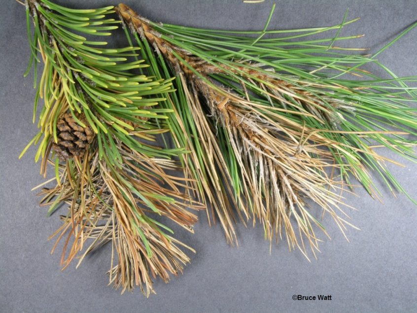 Pine - Sphaeropsis (Diplodia) - Cooperative Extension: Insect Pests ...