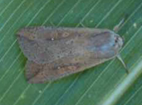 armyworm moth