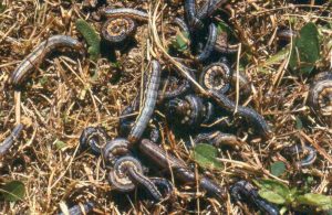 Armyworms