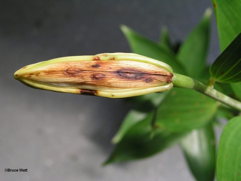 Lily Botrytis Blight Cooperative Extension Insect Pests, Ticks and