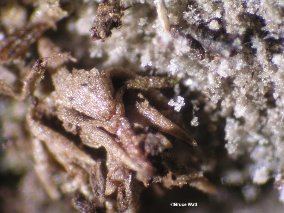 Iris Rhizome Rot Cooperative Extension Insect Pests, Ticks and