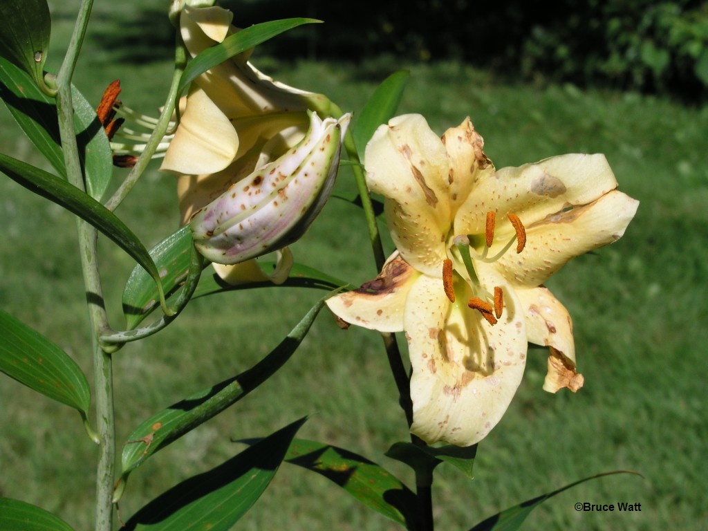 Botrytis Blight on lily