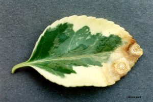 Infected leaf with sporodochia