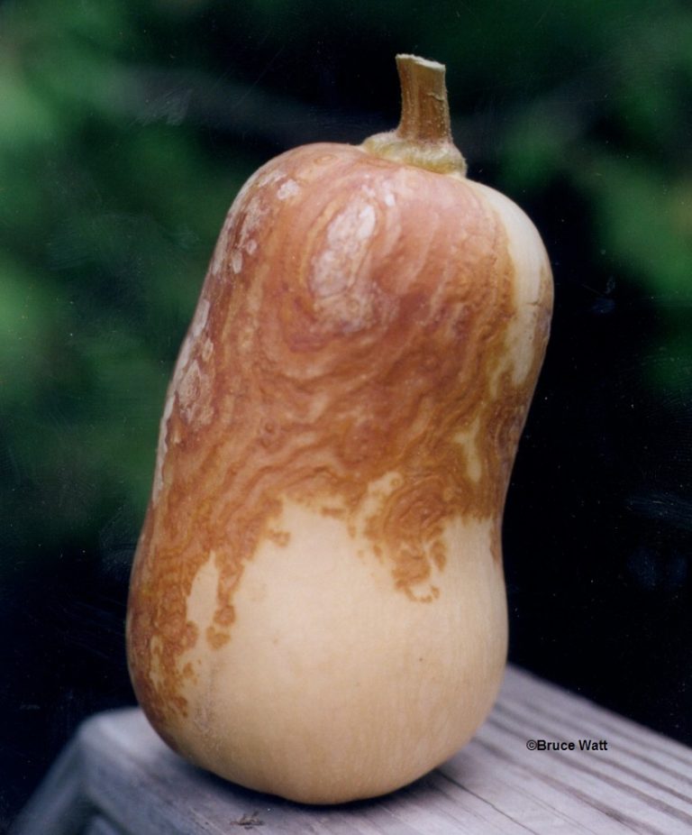 Cucurbit Black Rot Cooperative Extension Insect Pests, Ticks and