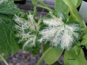 Unknown Phytotoxicity