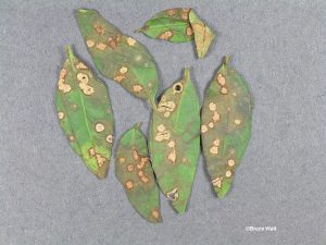 Sample 1: Leaf spots on leaves