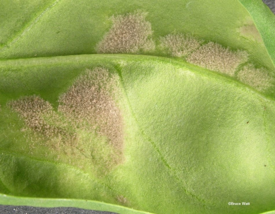 Spinach - Downy Mildew - Cooperative Extension: Insect Pests, Ticks And 