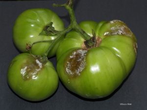 Late blight early fruit infection