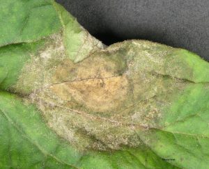 Late blight on top of leaf close-up