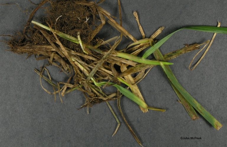 Turf - Anthracnose - Cooperative Extension: Insect Pests, Ticks And ...