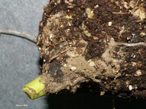 Mycelial mat on bulb