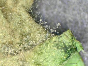 Conidia on infected leaf