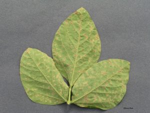 Underside of infected leaf
