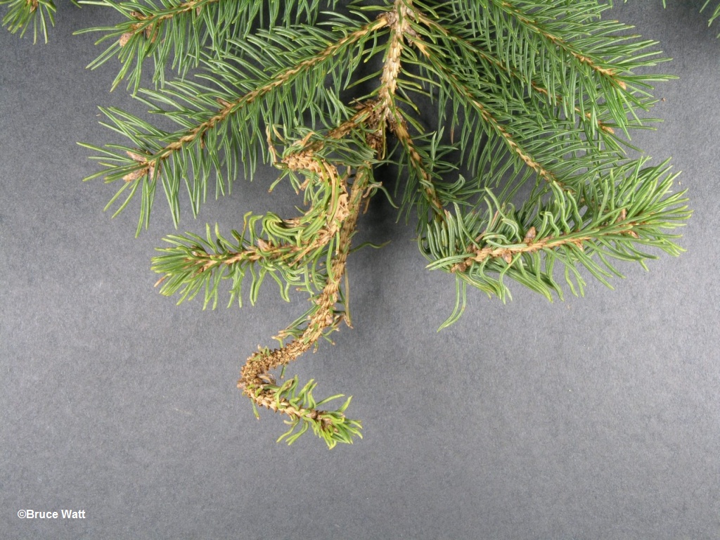 Spruce - Herbicide Injury - Cooperative Extension: Insect Pests, Ticks