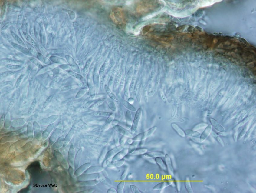 Spruce - Sirococcus Blight - Cooperative Extension: Insect Pests, Ticks ...