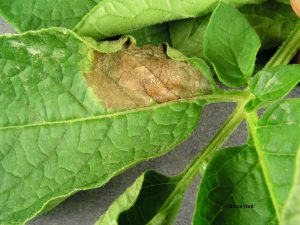 Infected leaf- upper side