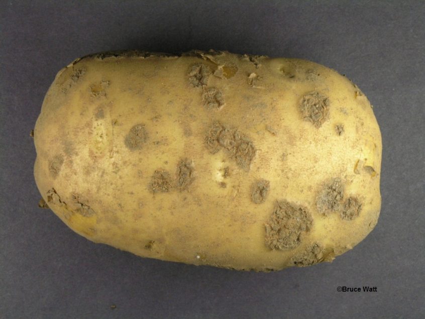 Potato Common Scab Cooperative Extension Insect Pests, Ticks and
