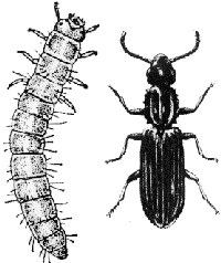 Grain Beetle Larva and Adult