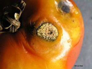 Infected fruit
