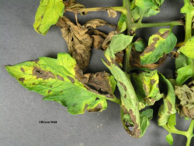 Tomato - Early Blight - Cooperative Extension: Insect Pests, Ticks And ...