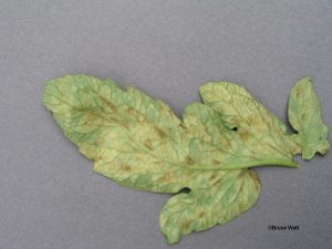 Lower leaf surface