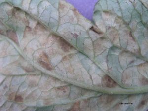 Lower leaf surface closeup