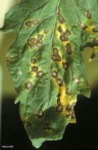 Leaf spots on leaves
