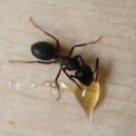 Carpenter Ant worker feeding on a drop of honey