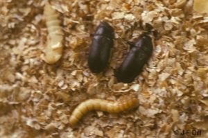 Mealworm adults and larvae