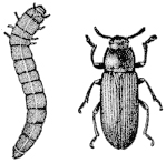 mealworm larva and adult