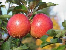 a pair of apples hanging on a tree