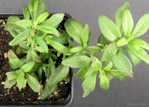 Calibrachoa plant affected by Tobacco Mosaic Virus