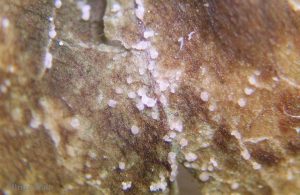 Anthracnose fungal bodies through microscope