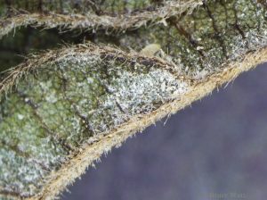 Powdery mildew on underside of leaf