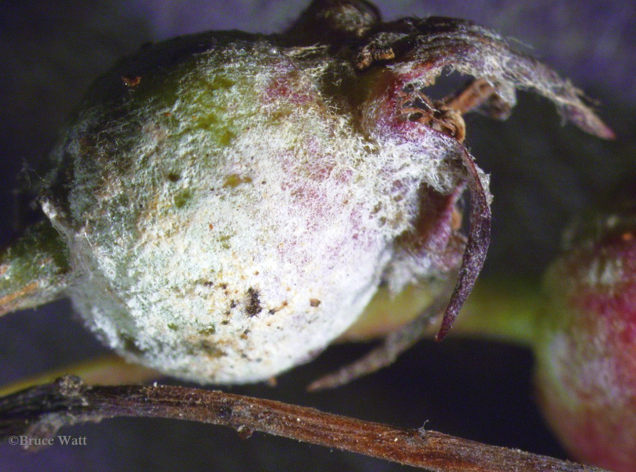 Amelanchier Powdery Mildew Cooperative Extension Insect Pests