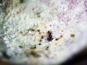 Fungal bodies of powdery mildew on Amelanchier
