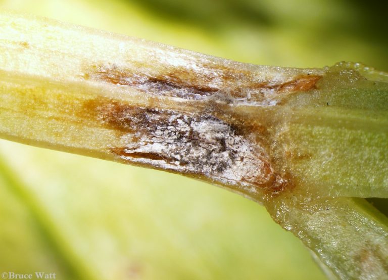 Celery Alternaria Blight Cooperative Extension Insect Pests, Ticks