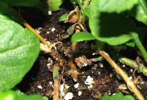 Bacopa infected with Botrytis fungus