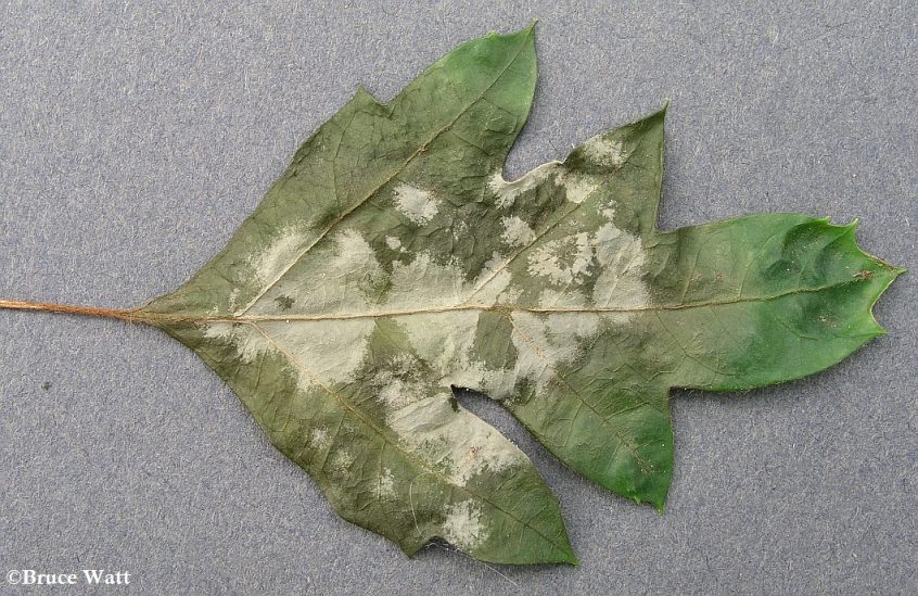 Cissus - Powdery Mildew - Cooperative Extension: Insect Pests, Ticks ...