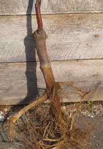 Winter damage to apple tree root stock