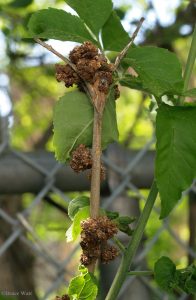 Ash affected by flower gall