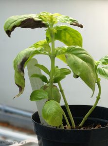 basil plant infected with Downy Mildew