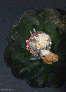 Acorn squash with signs of fusarium