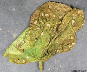Septoria leaf lesions